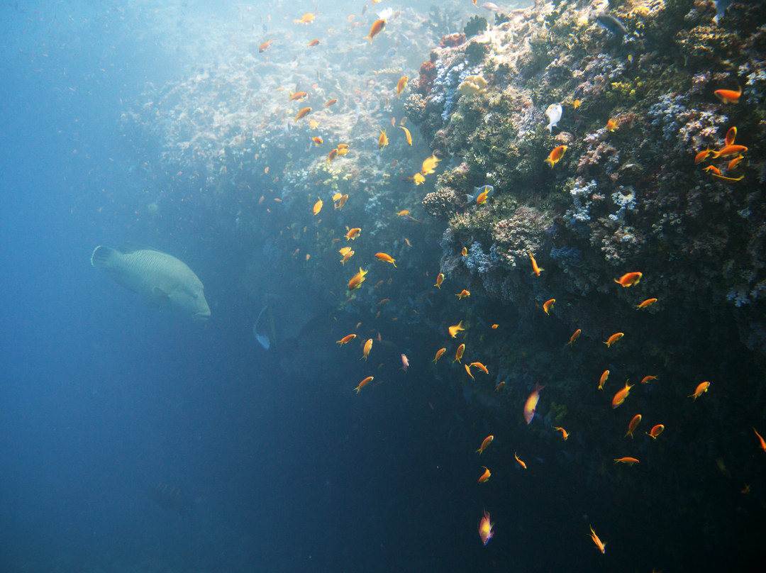 Dive Blue Maldives景点图片