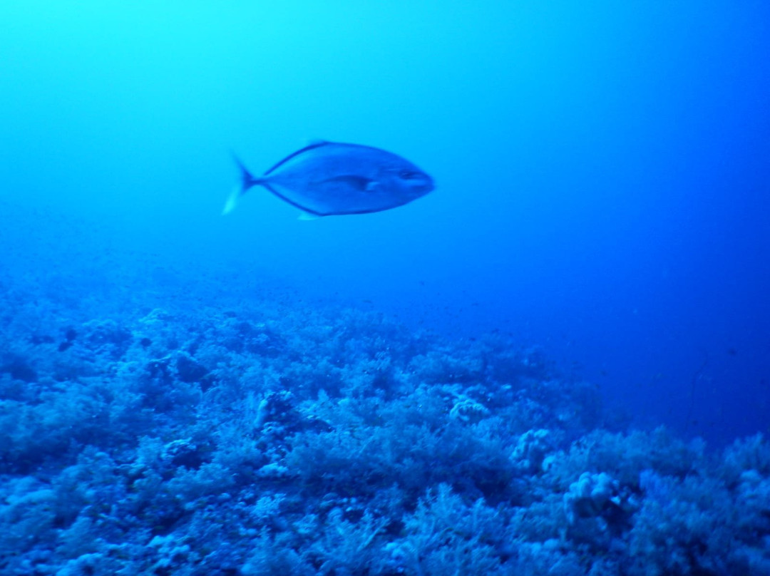 Elphinstone Reef-马萨阿拉姆必去景点
