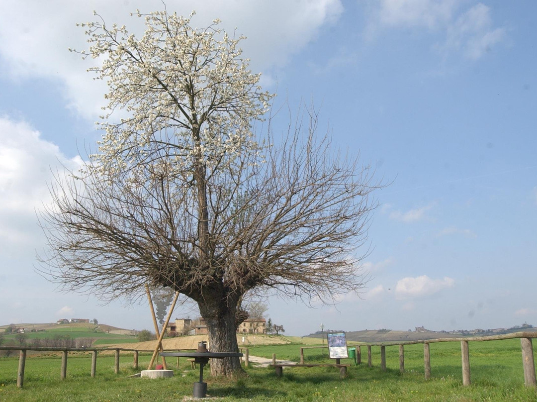 Bialbero景点图片