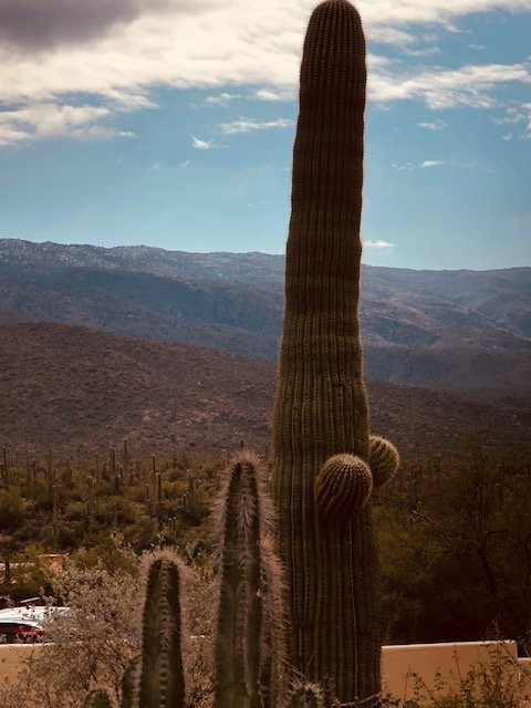 维德·丹戈旅客牧场主图