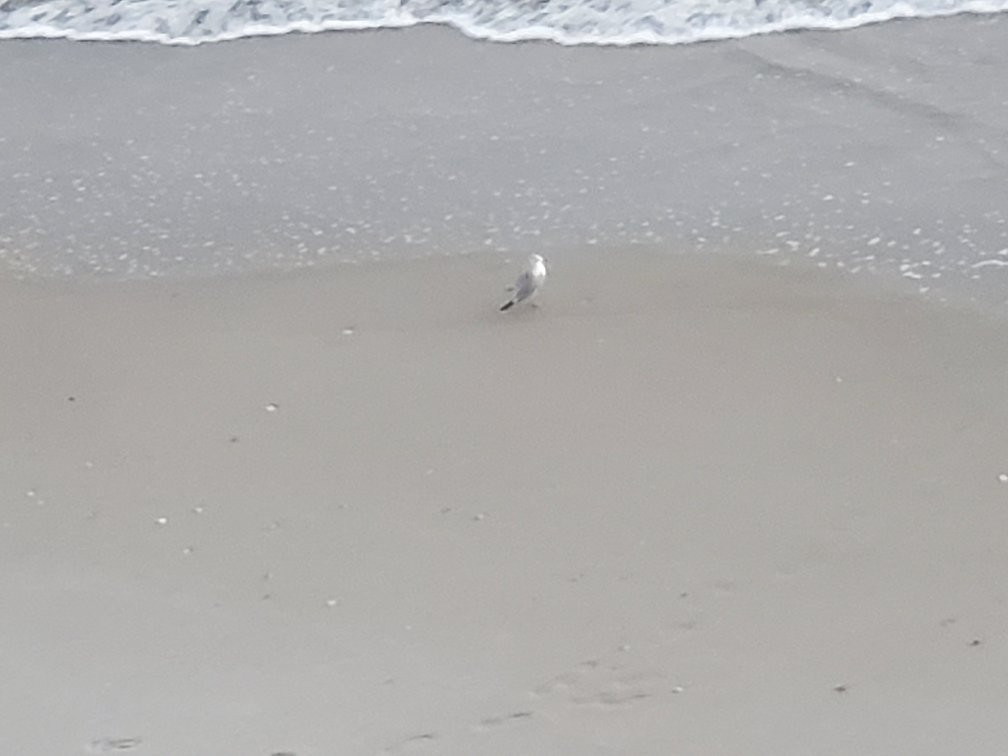 Canova Beach Dog Park景点图片