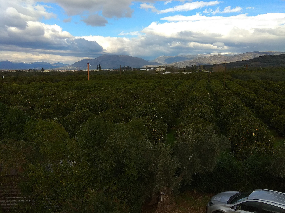 Agroktima Elia主图