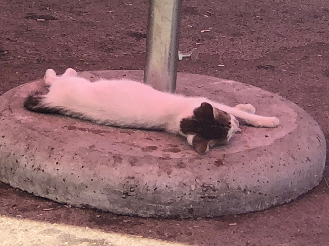 Port of Al Hoceima-Al Hoceima必去景点