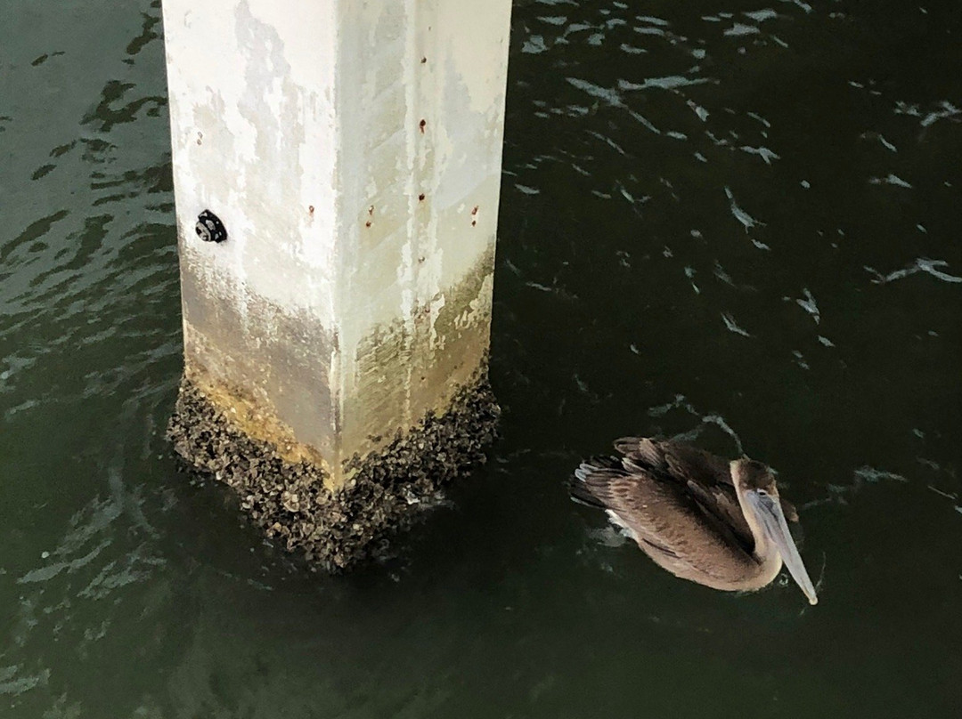 Lynn Hall Memorial Park-迈尔斯堡海滩必去景点