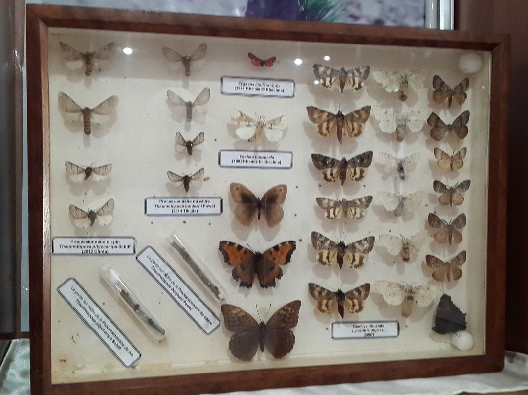Chréa National Park Museum景点图片