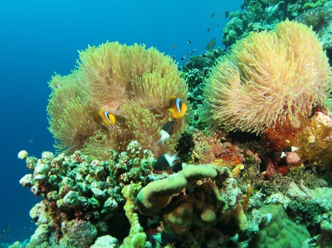Dolphin Diver-Yanbu必去景点