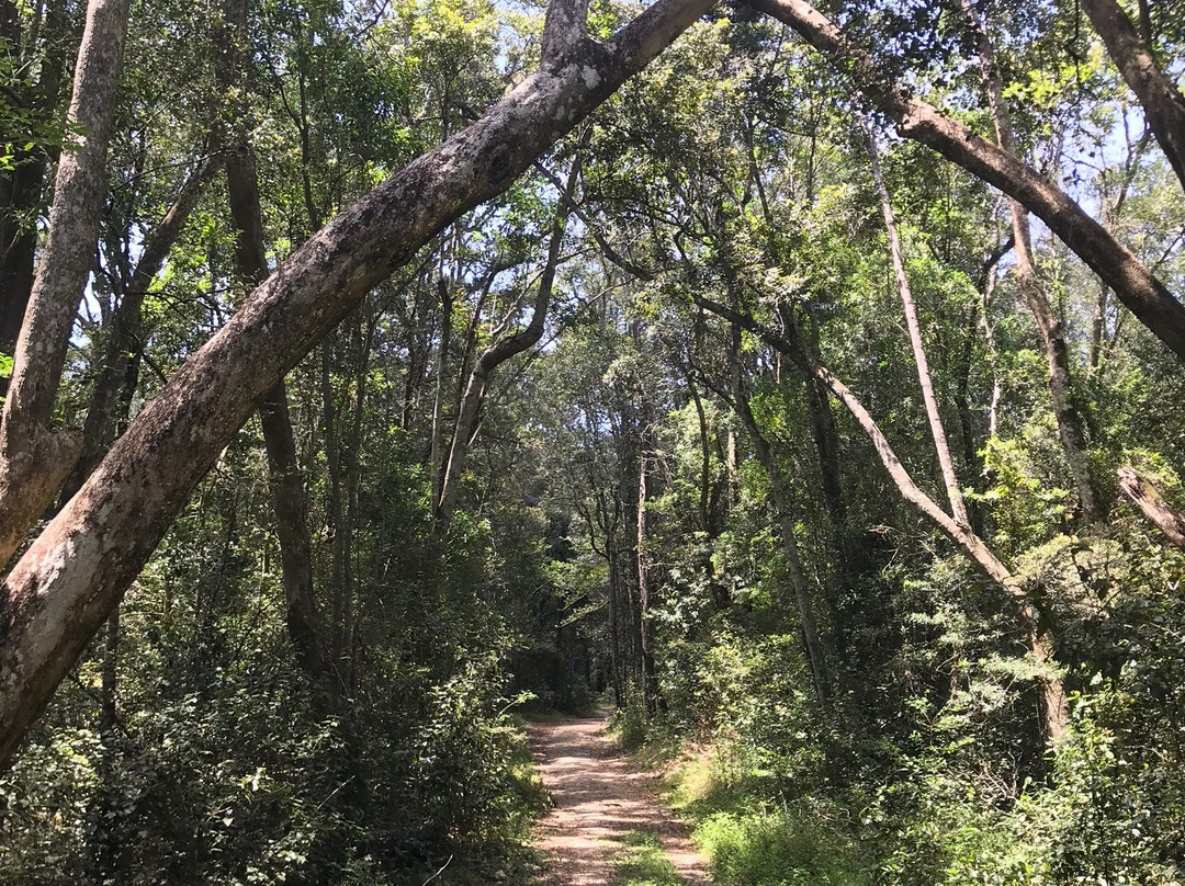 Circles in the Forest Trail景点图片