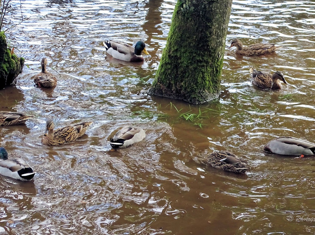Lough Muckno Leisure Park-Monaghan必去景点