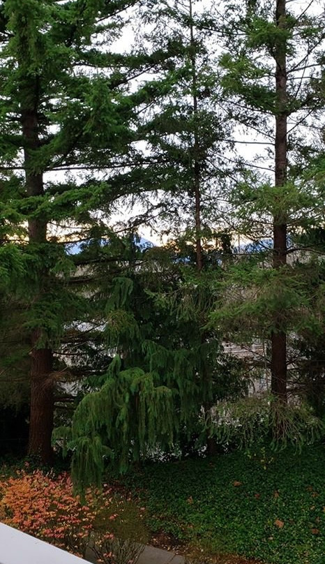 Salish Lodge & Spa主图