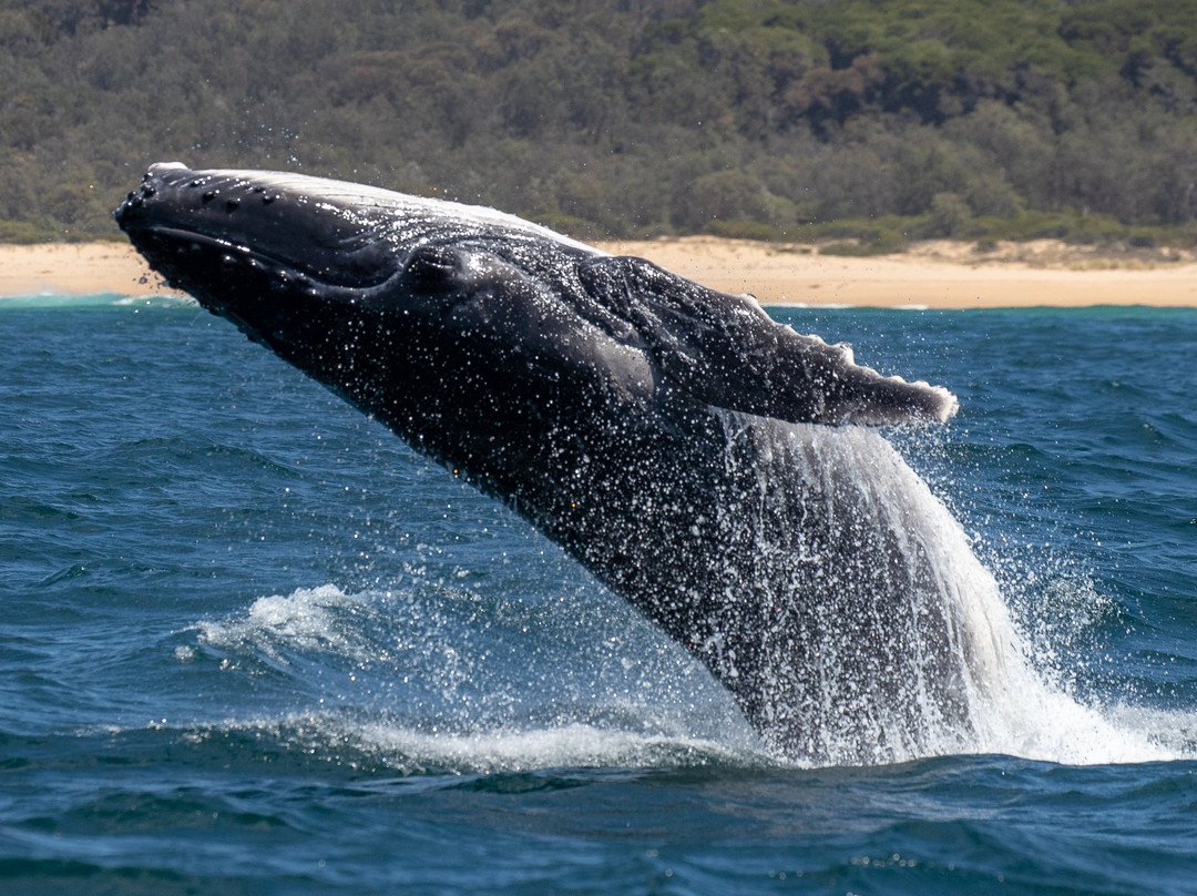 GoWhaleWatching Merimbula-梅林布拉必去景点