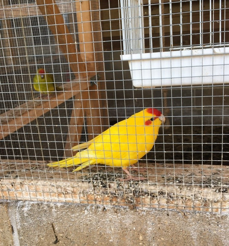 Ashlyns Farm Shop-North Weald必去景点