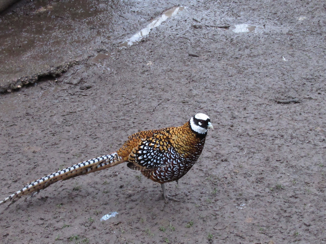 Parc des Gondoles-Choisy-le-roi必去景点