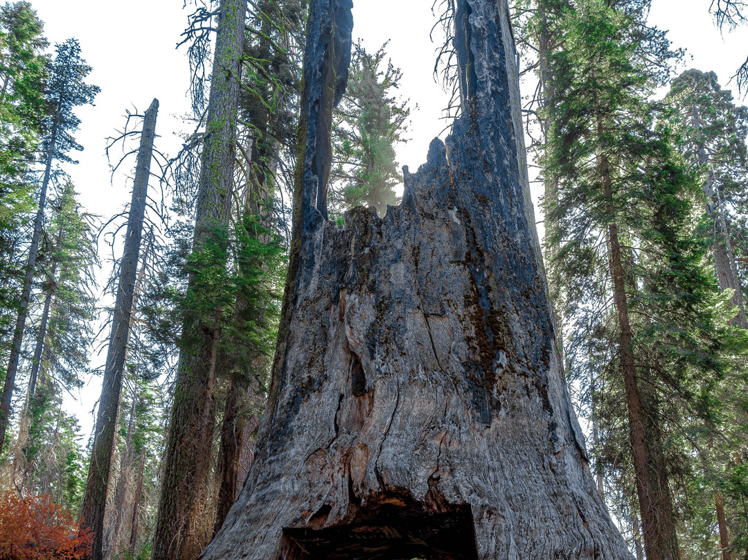 Tuolumne Grove of Giant Sequoias-优胜美地国家公园必去景点
