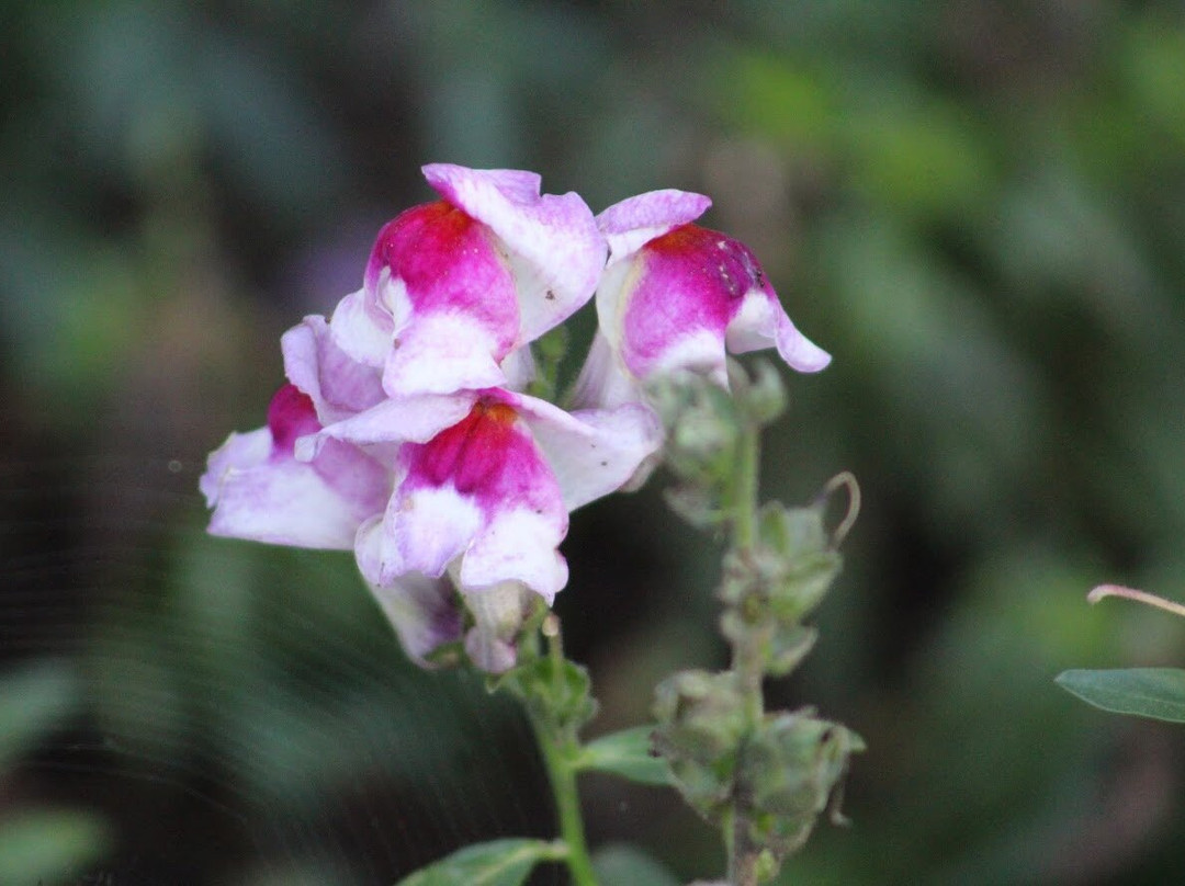 Jardim Zoológico da UCS-南卡希亚斯必去景点