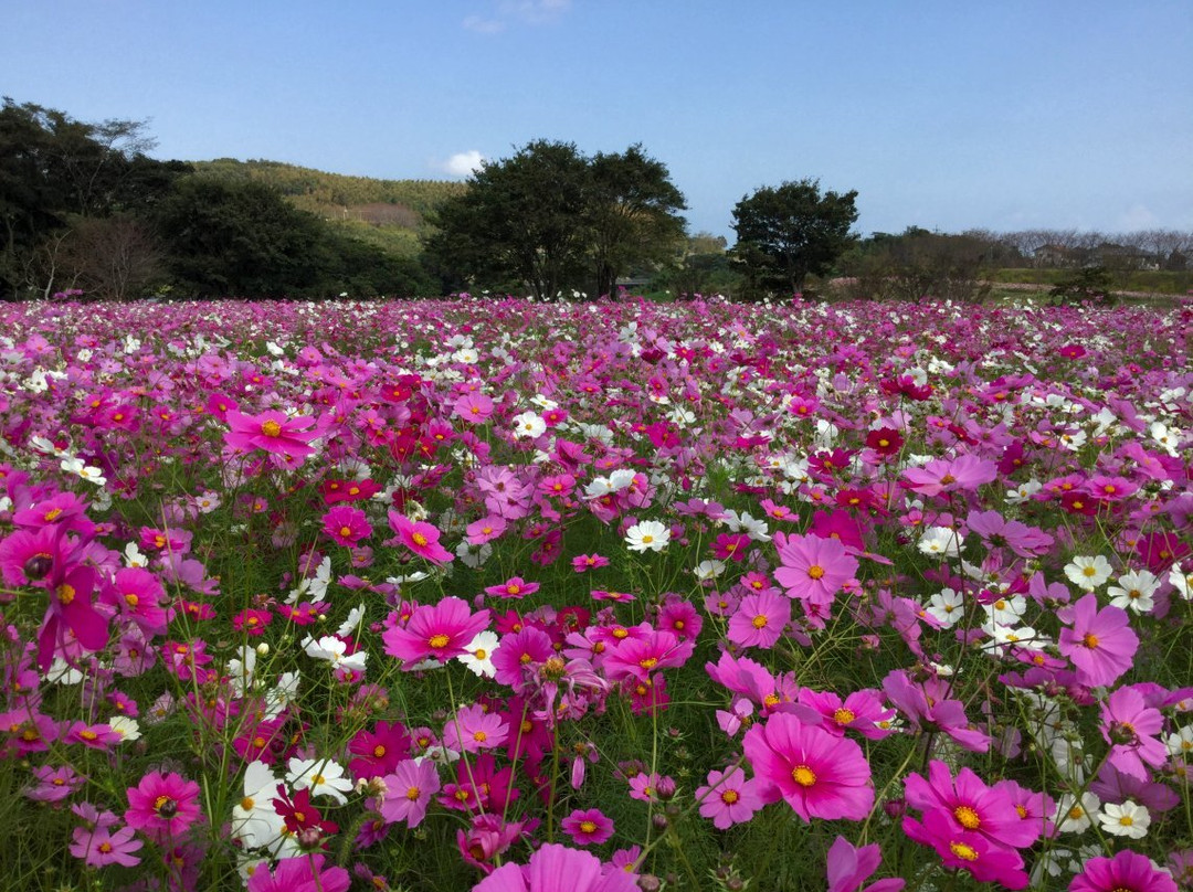 Shimabara Hibaruyamahana Park-岛原市必去景点