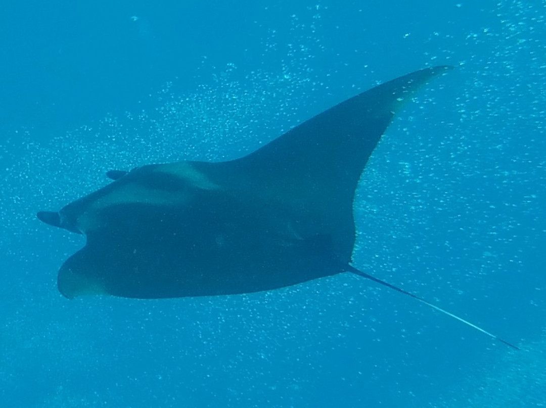 Freedom Divers Safaga-Port Safaga必去景点