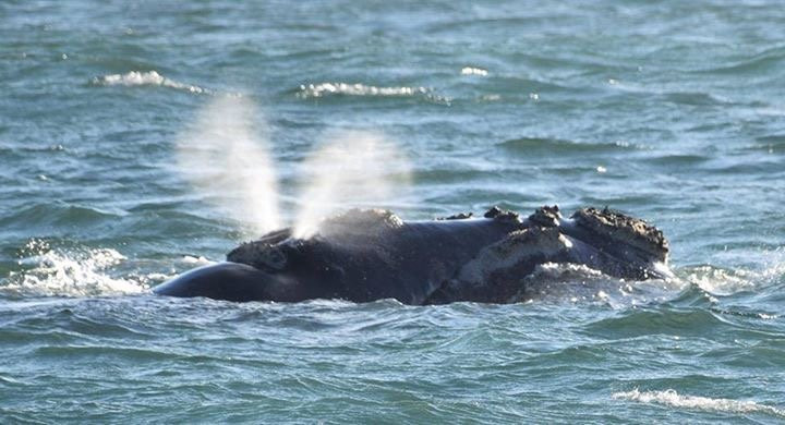 Cape Whale Coast-赫曼努斯必去景点