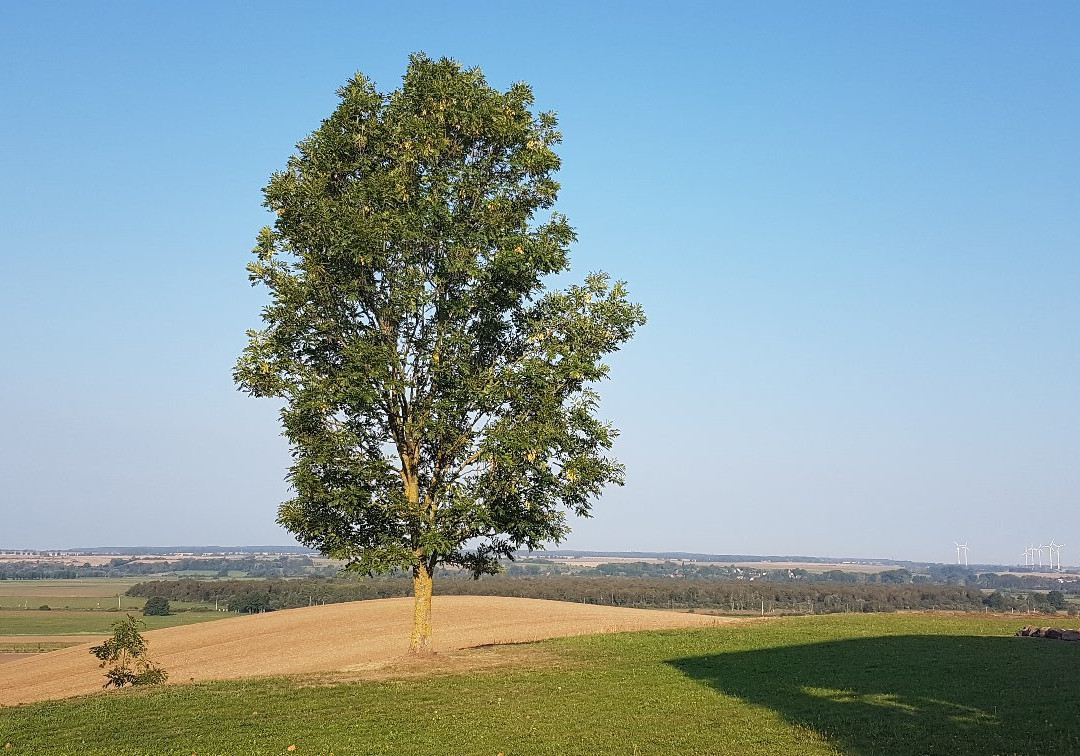 希菲尔德格灵莱恩酒店主图