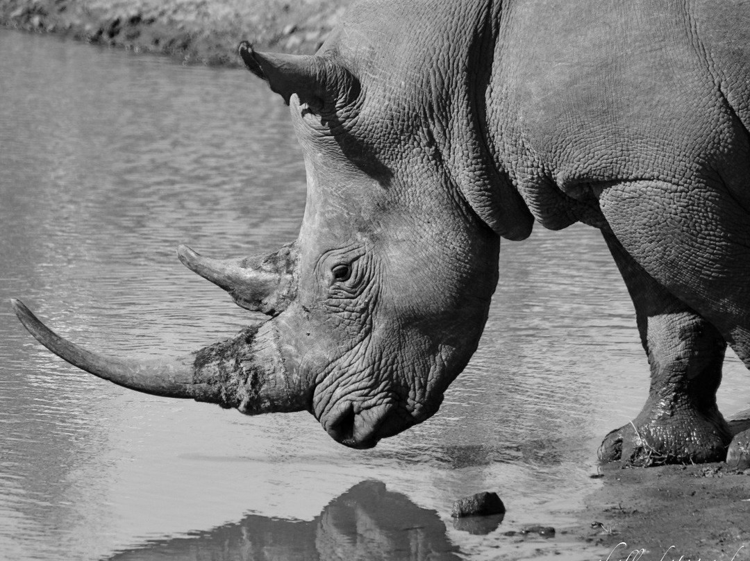 Nkonzo Wildlife Research-Hartenbos必去景点
