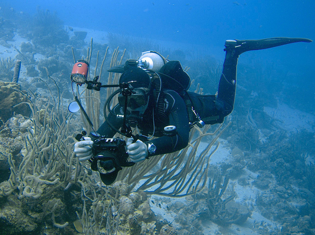 Diving Blues-威廉斯塔德必去景点