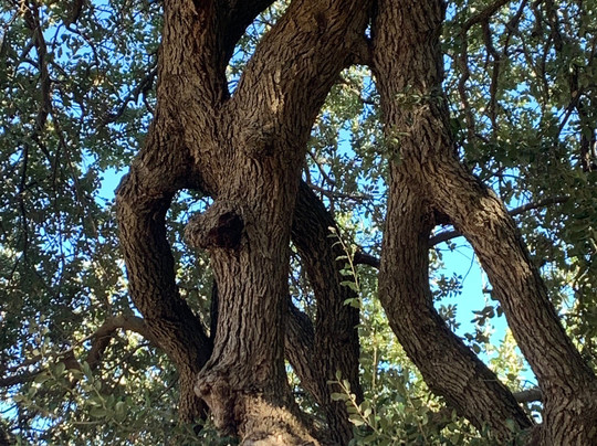 Wedding Oak Tree-San Saba必去景点