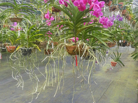 Sundance Orchids & Bromeliads-迈尔斯堡必去景点