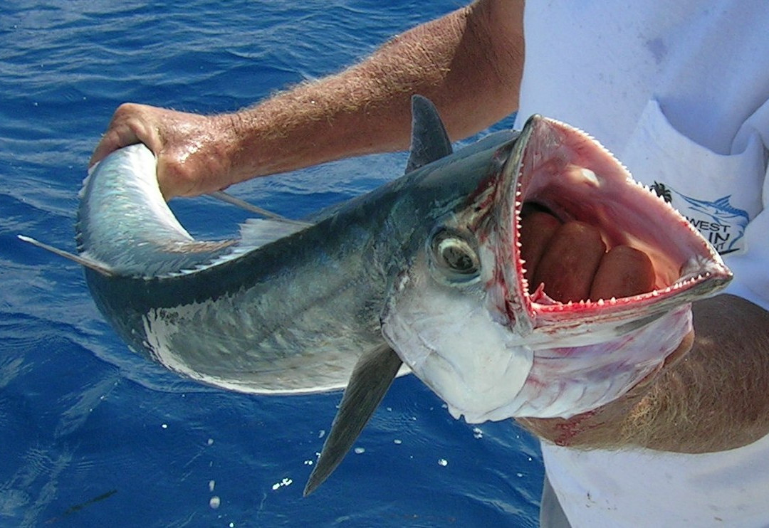 Kingbird Charters-基韦斯特必去景点