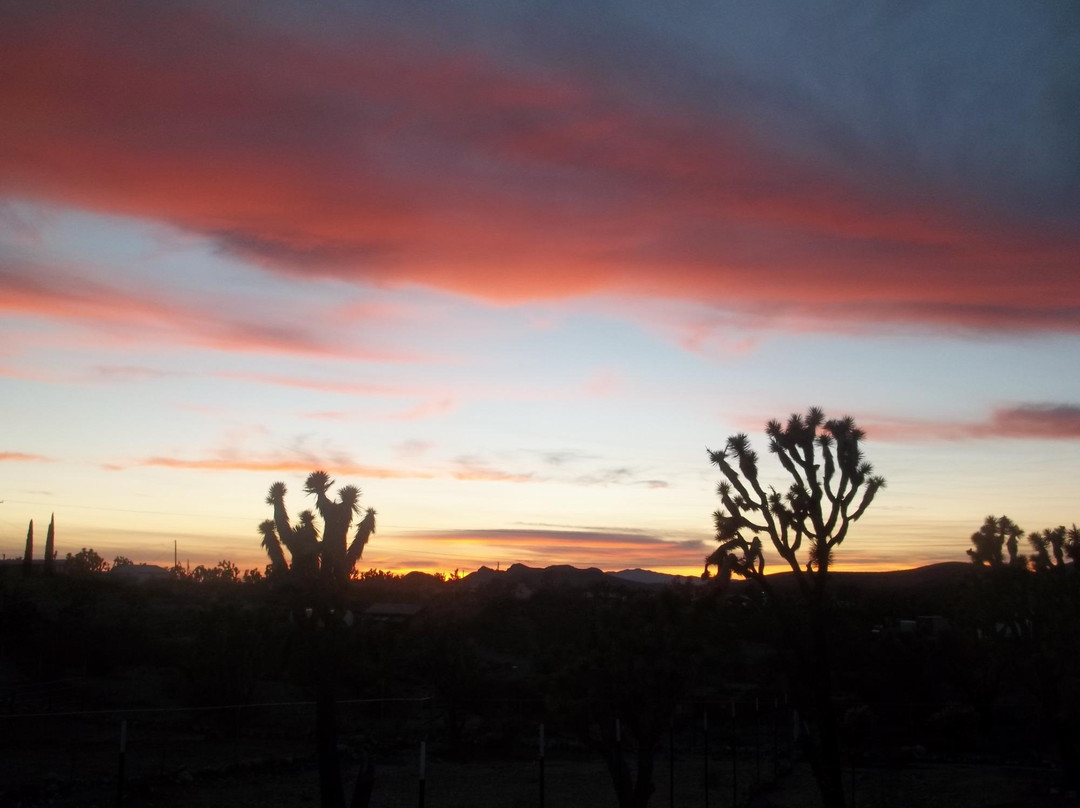 White Hills旅游景点-Joshua Tree Ostrich Ranch and Guest House