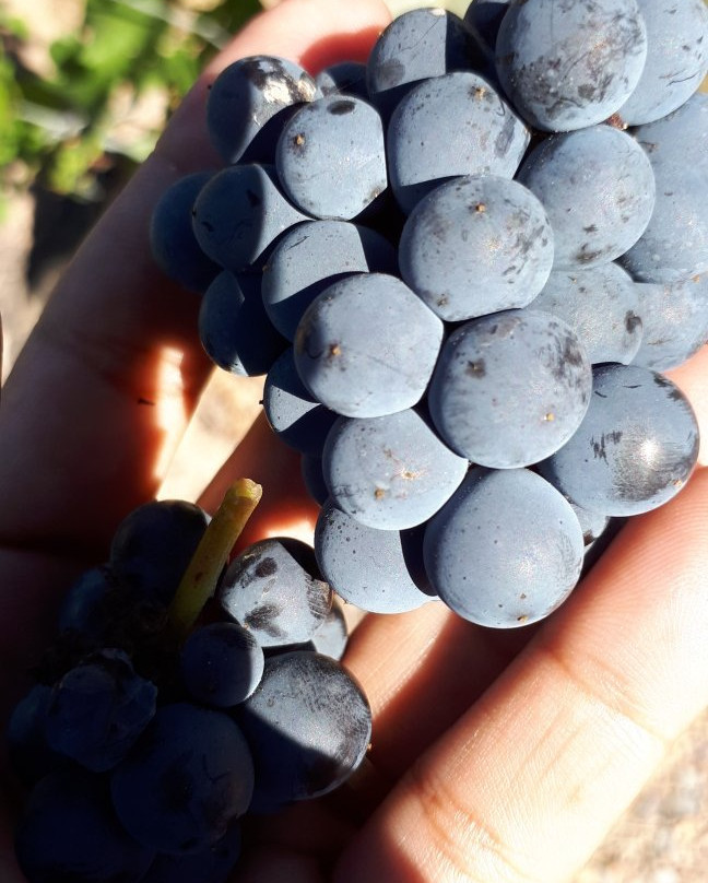 Bodega Riglos - Vinos de Alta Gama Argentinos-Tupungato必去景点