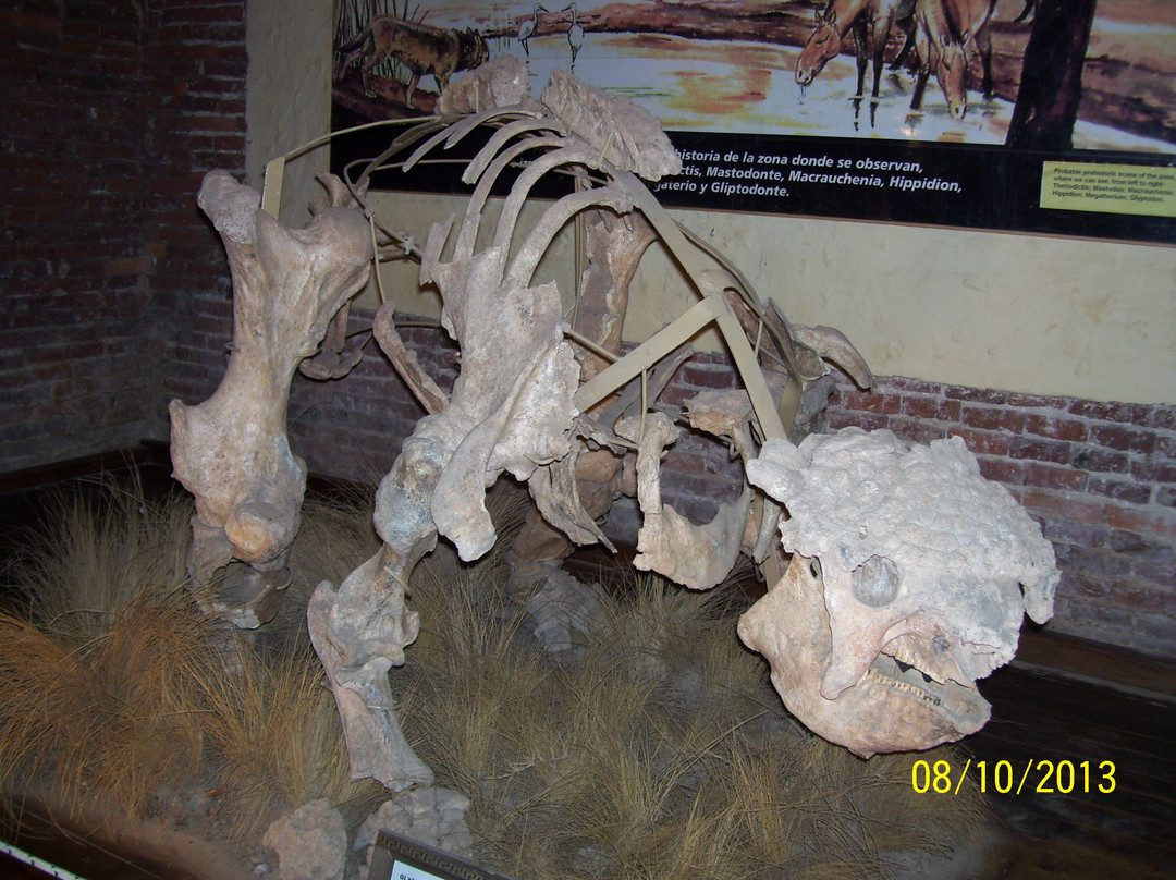 Museo Paleontologico景点图片