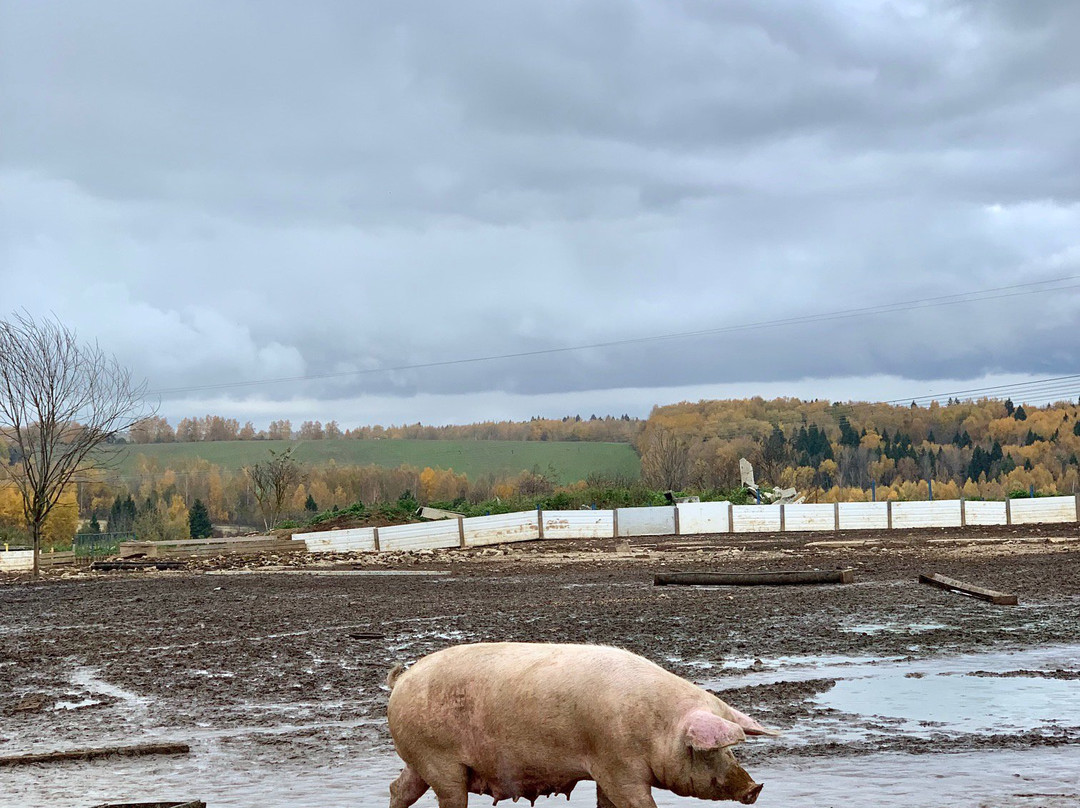 Ella Farm