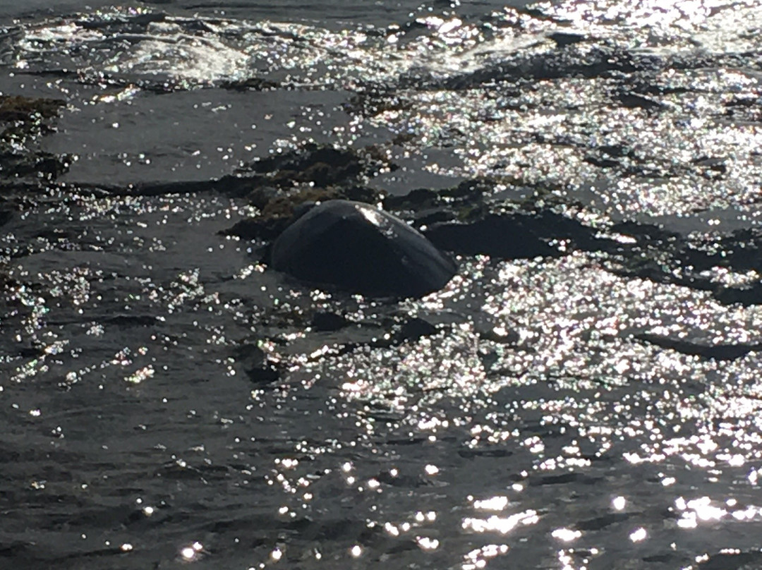 Hawaii Jeep & Specialty Tours-火奴鲁鲁必去景点