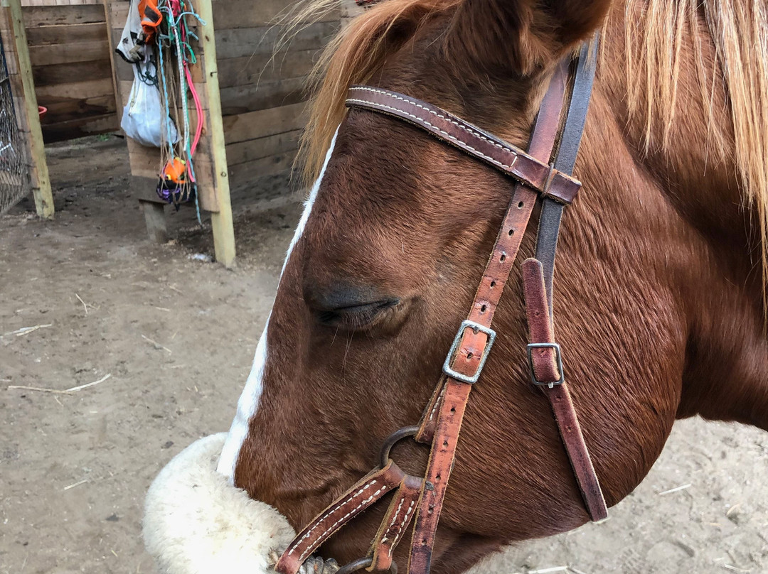 Adventure Horse Riding in NYS景点图片