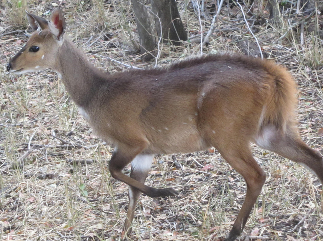 Hamiltons Tented Camp主图