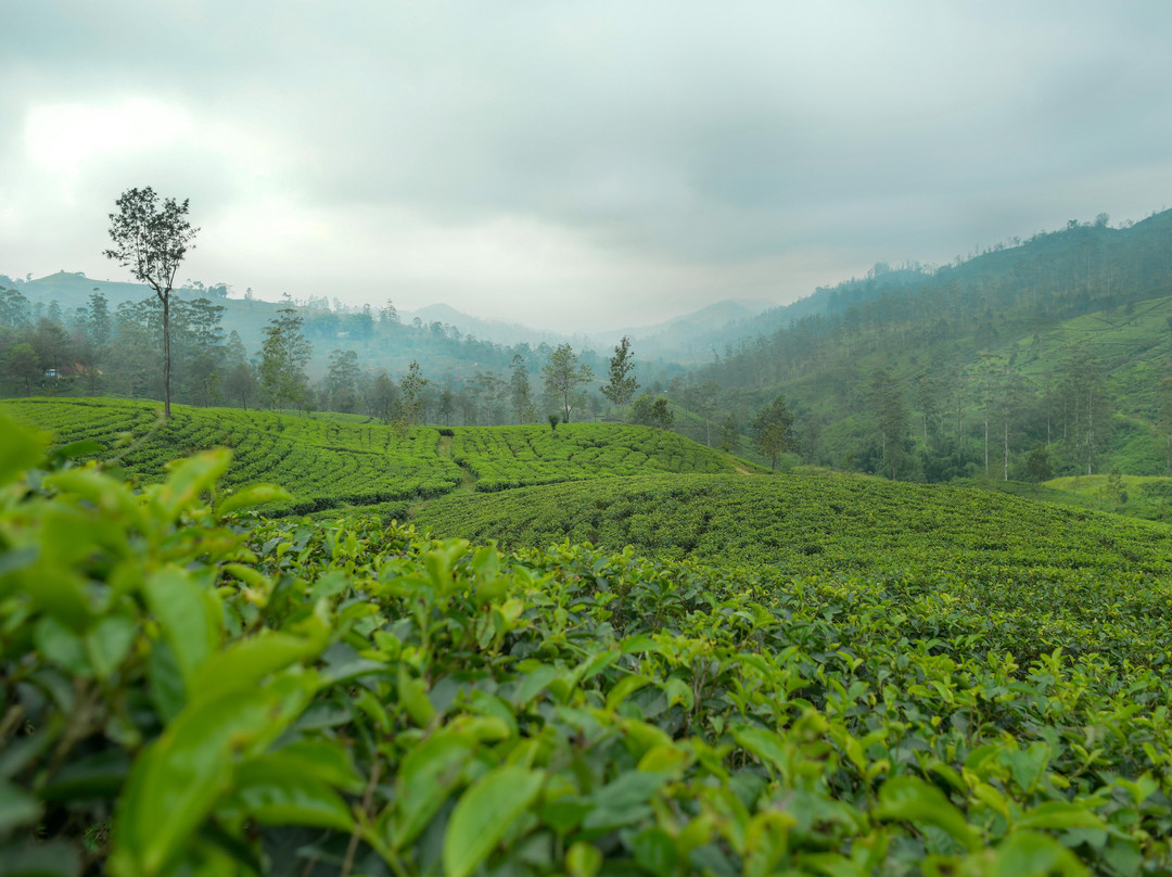 Rozella Tea Factory-哈顿必去景点