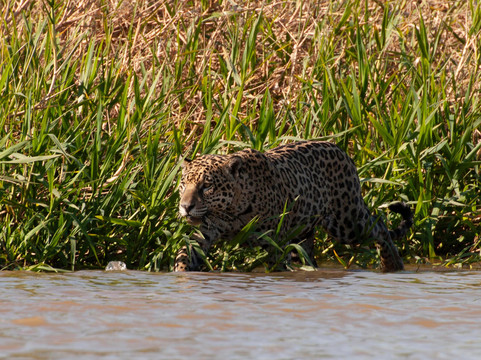 O Pantaneiro Tour-波科内必去景点