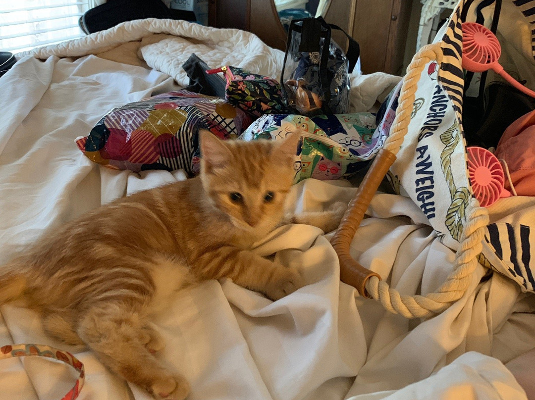 The Weaverville Whitmore Inn主图