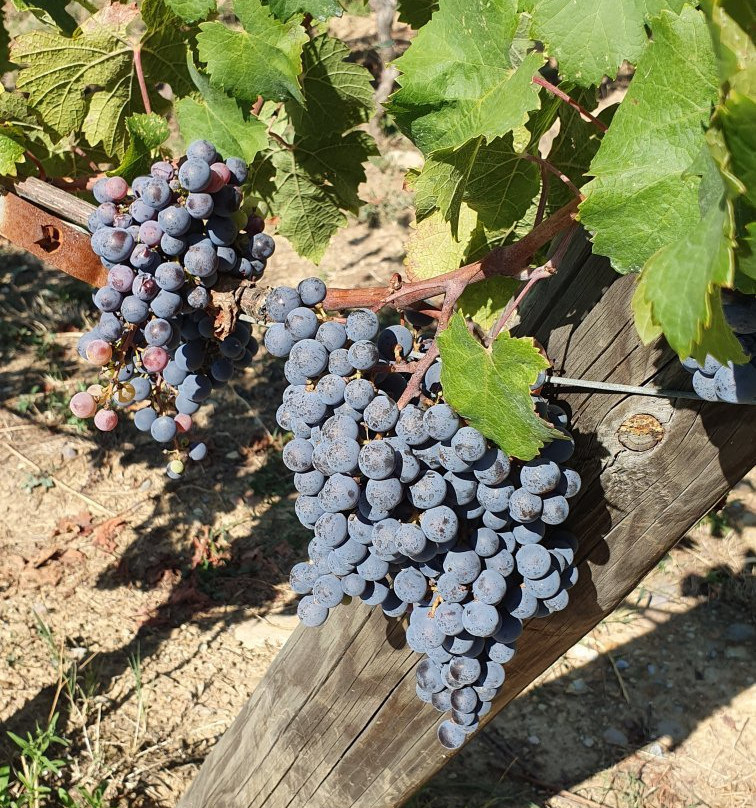 Fattoria Montechiari景点图片
