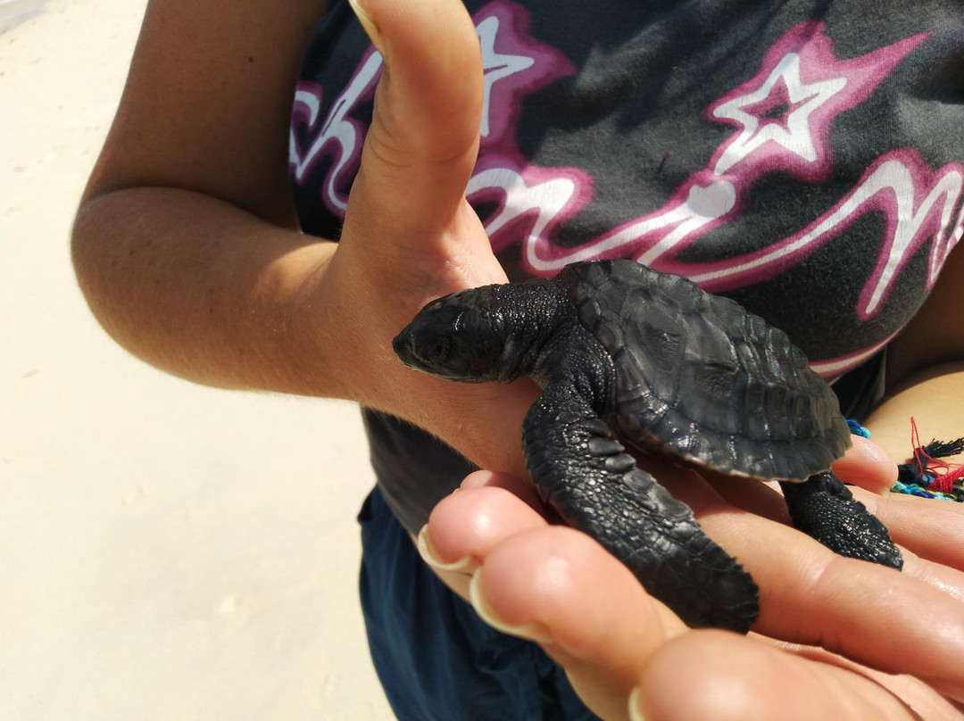 Gili Meno Turtle Sanctuary景点图片