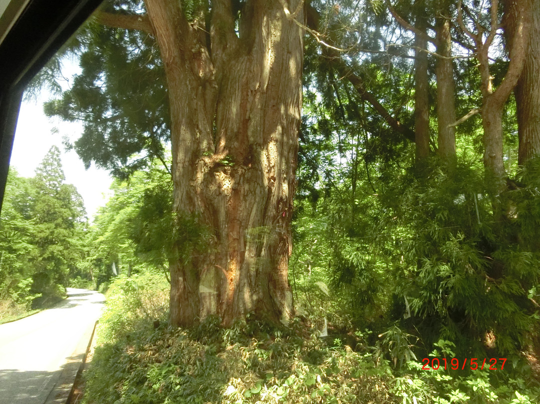 Sendosugi-立山町必去景点