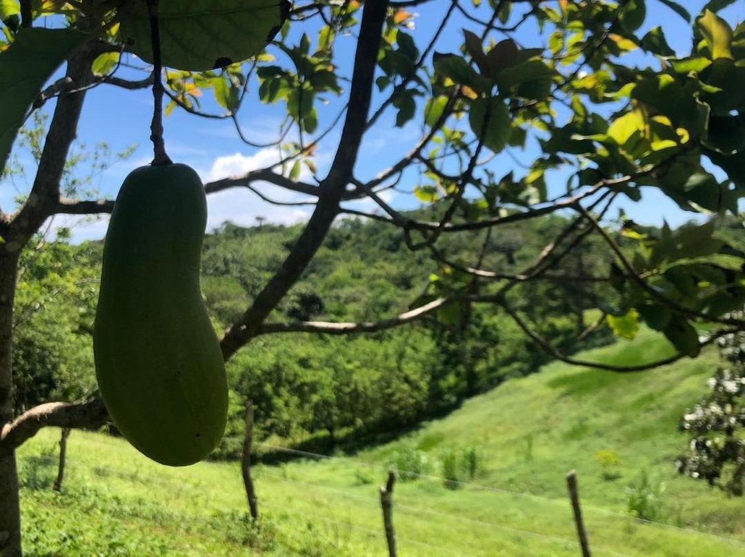 Tropical Organic Farm-Nuevo Chagres必去景点