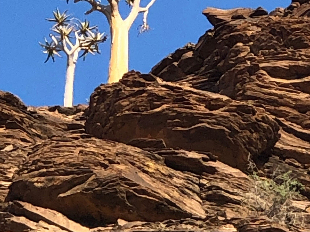 Quiver Tree Forest-Nieuwoudtville必去景点