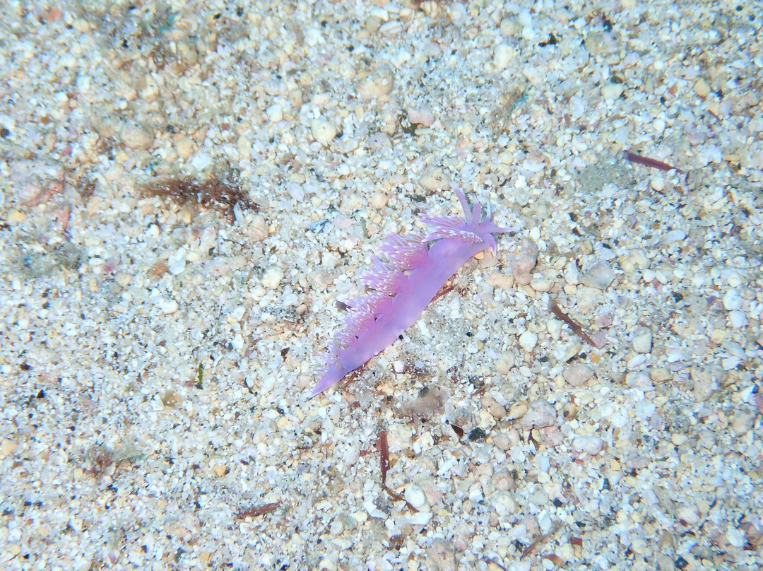 Tenerife Scuba-特纳里夫必去景点