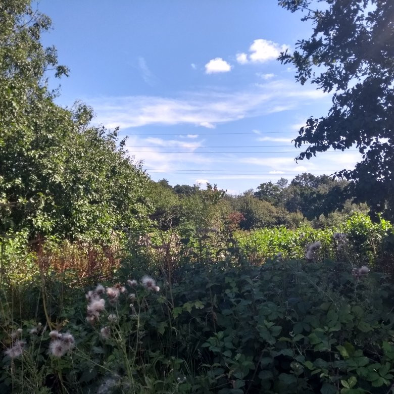 Millfield Nature Reserve景点图片