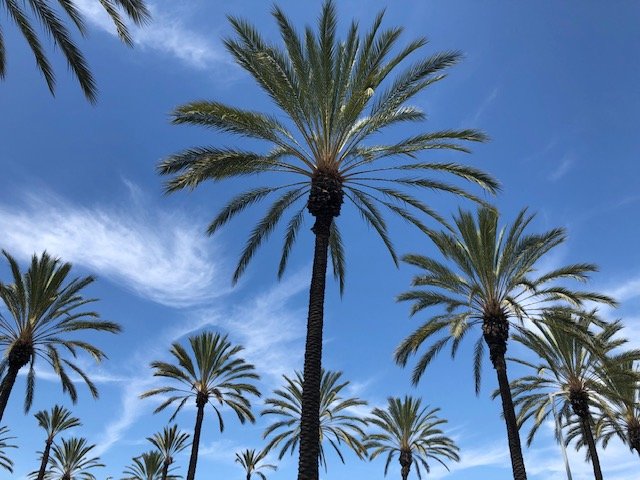 Courtyard Anaheim Buena Park-酒店景观