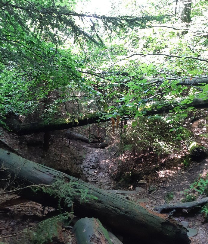 Wildnispfad-Buehlertal必去景点