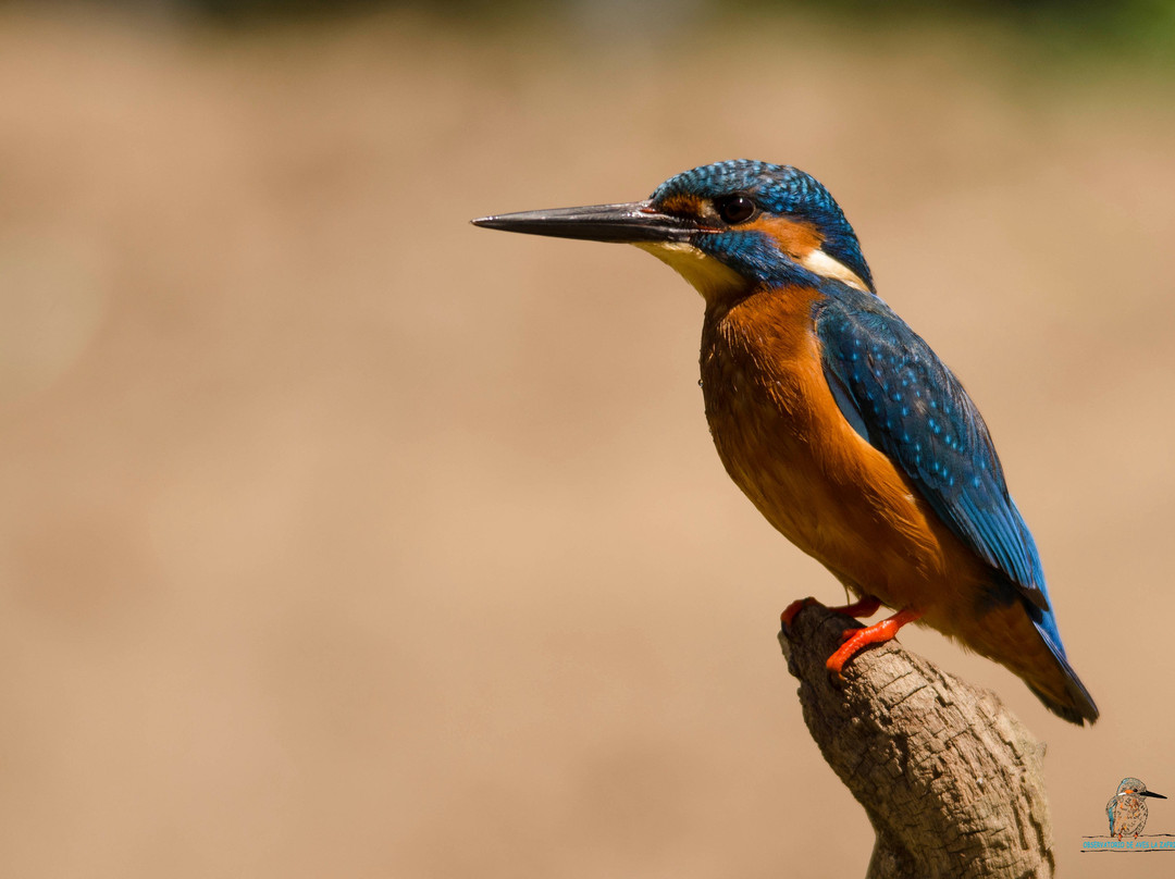 Observatorio de Aves La Zafrilla景点图片