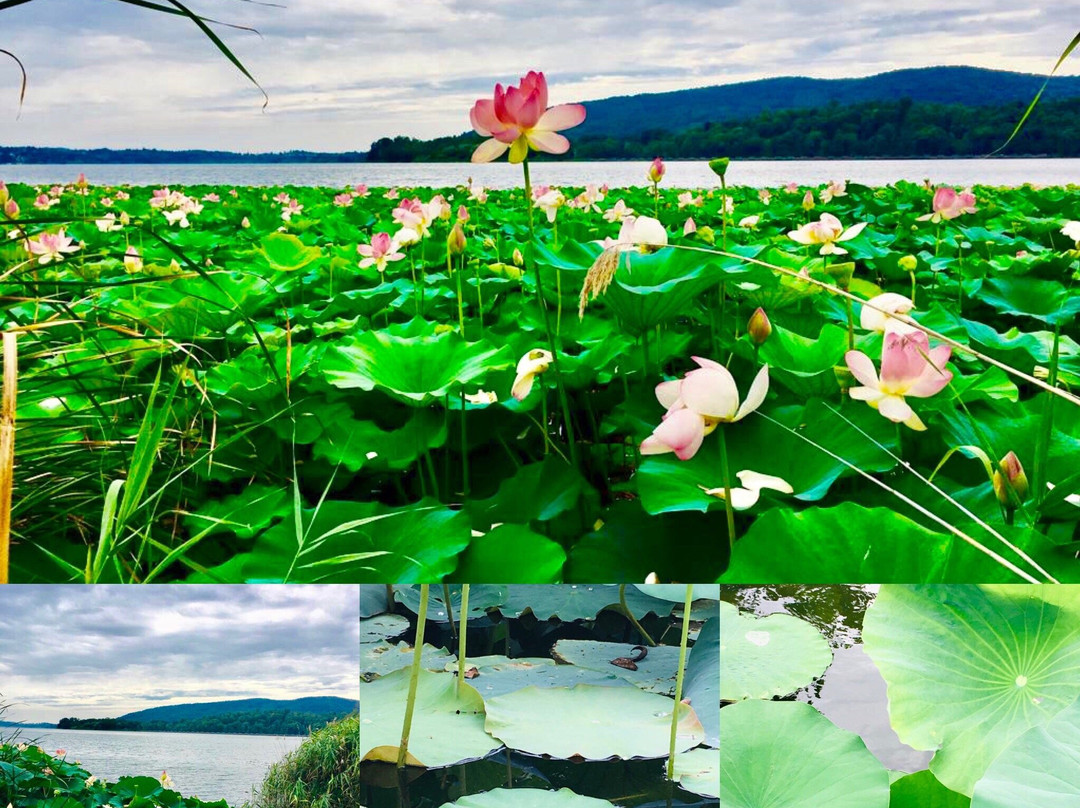 pista ciclabile lago di Comabbio景点图片