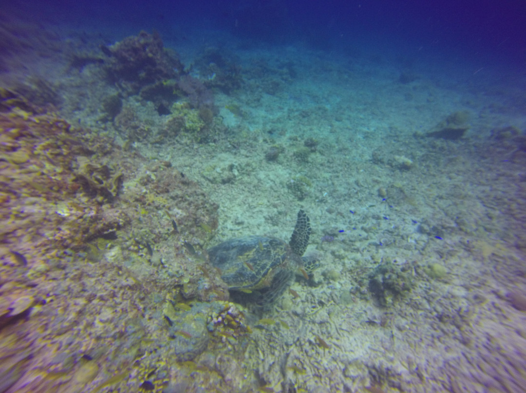 Two Fish Divers Gili Air景点图片