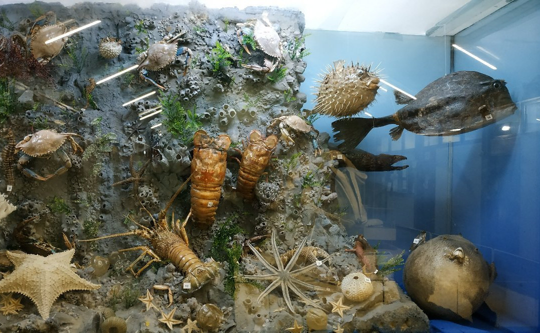 Museu de Zoologia Prof.ª Morgana Cirimbelli Gaidzinki da Unesc景点图片